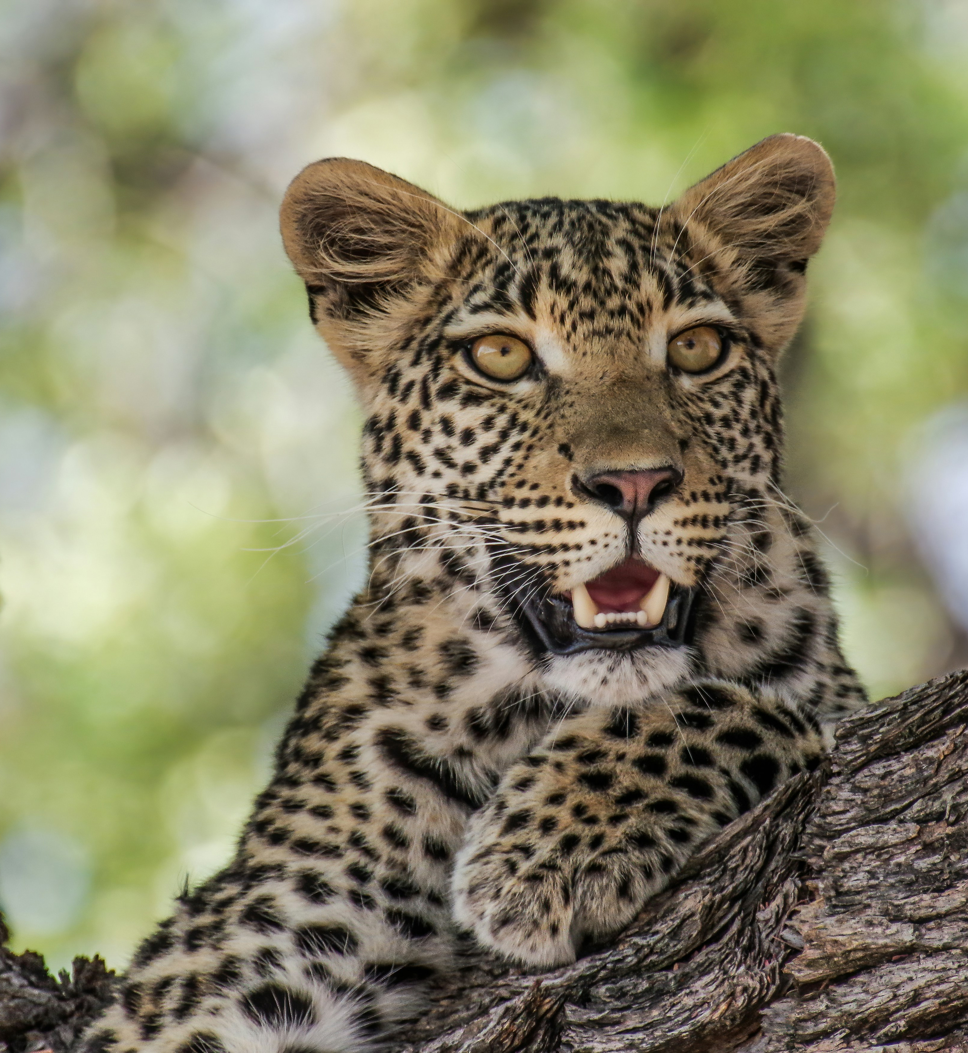 african-safari-car-image