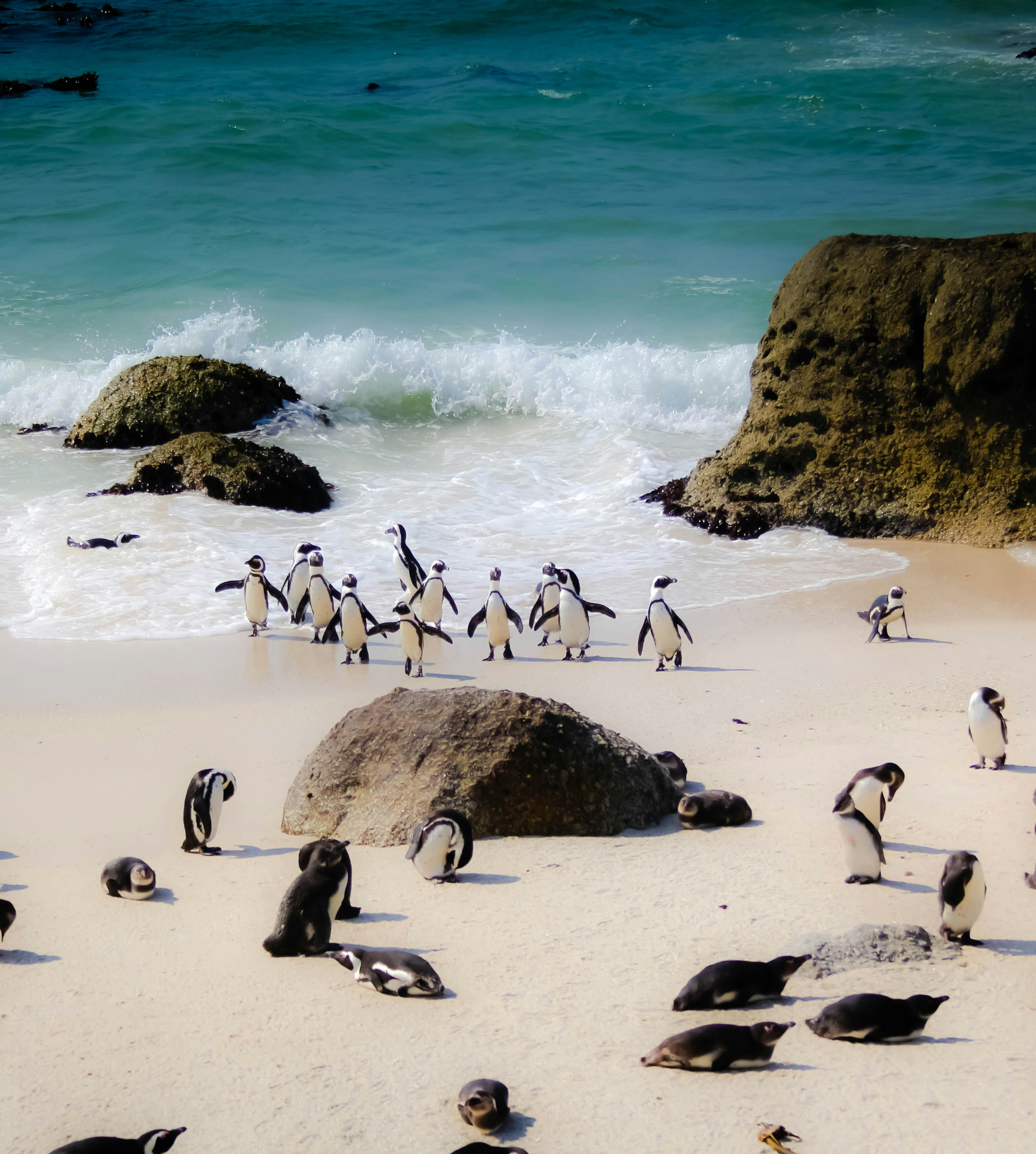 african-safari-car-image