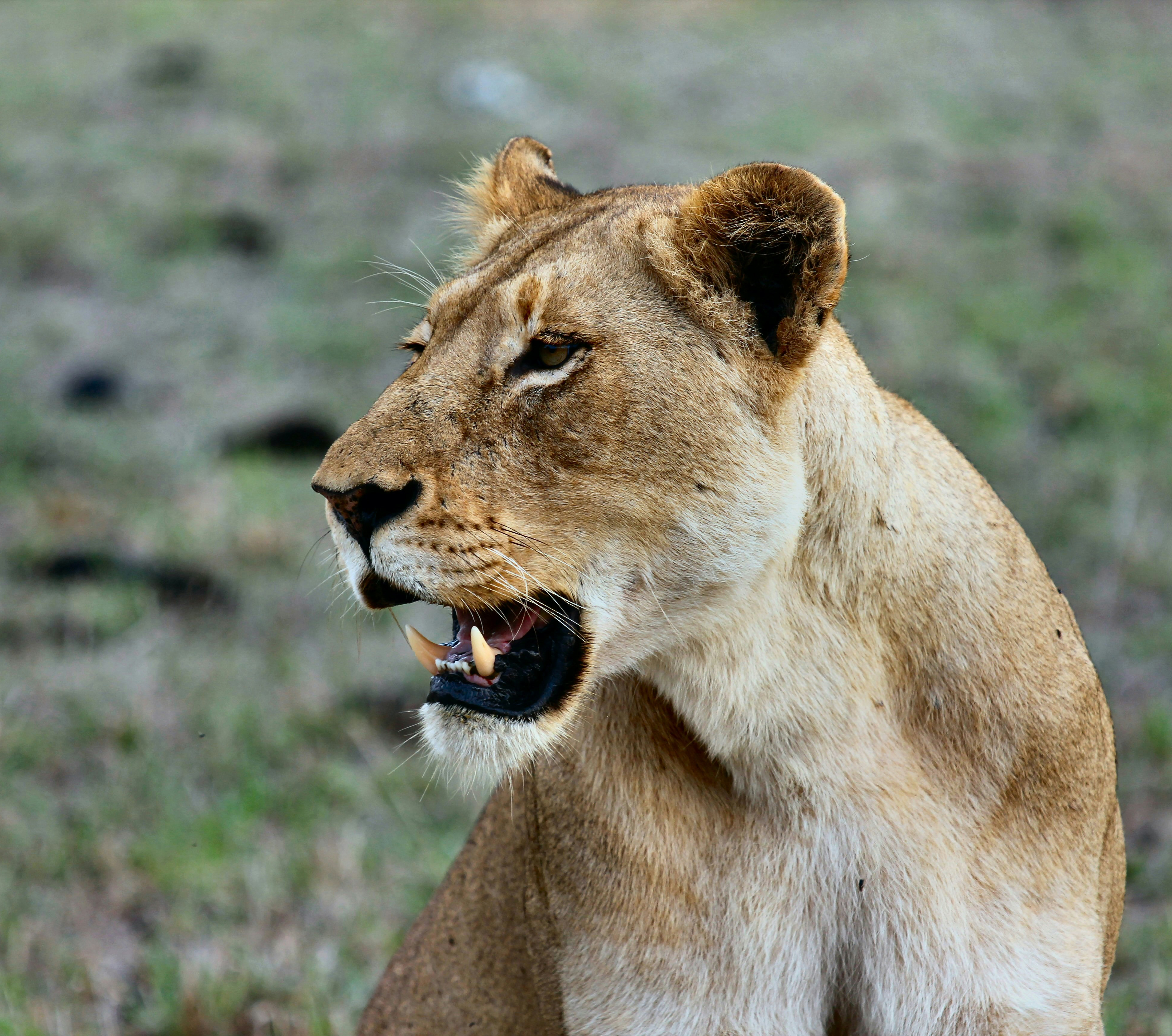 african-lion-image