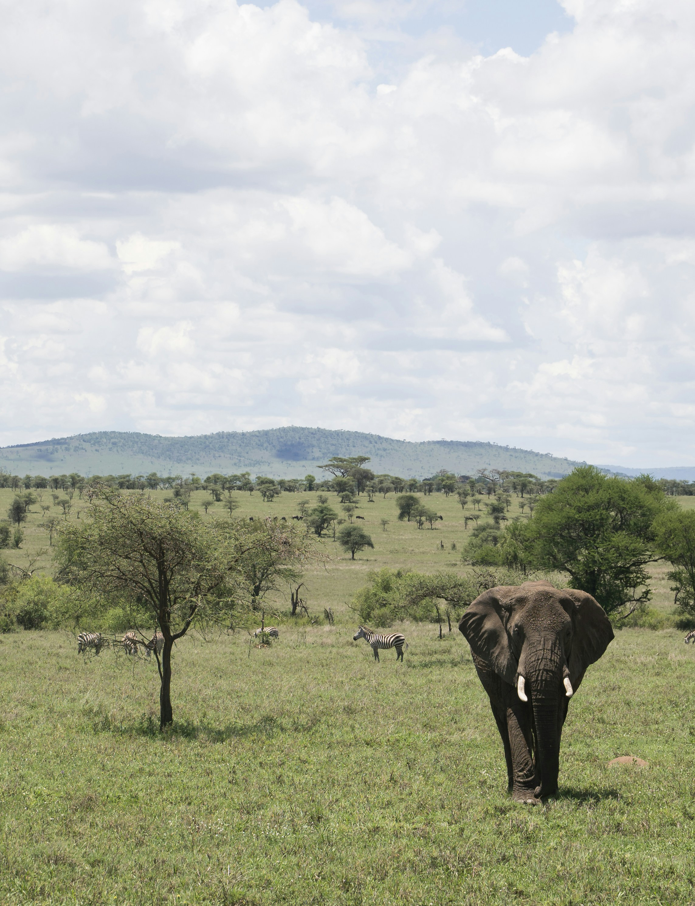 african-safari-car-image
